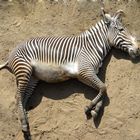 Zebra hüpf