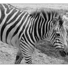 Zebra I