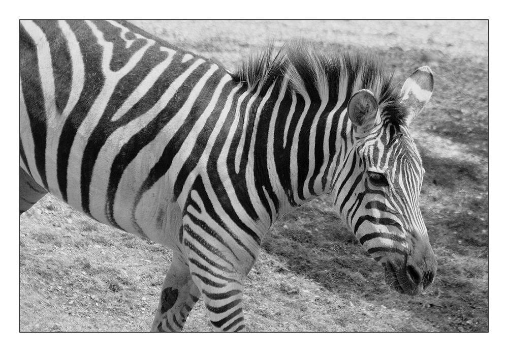 Zebra I