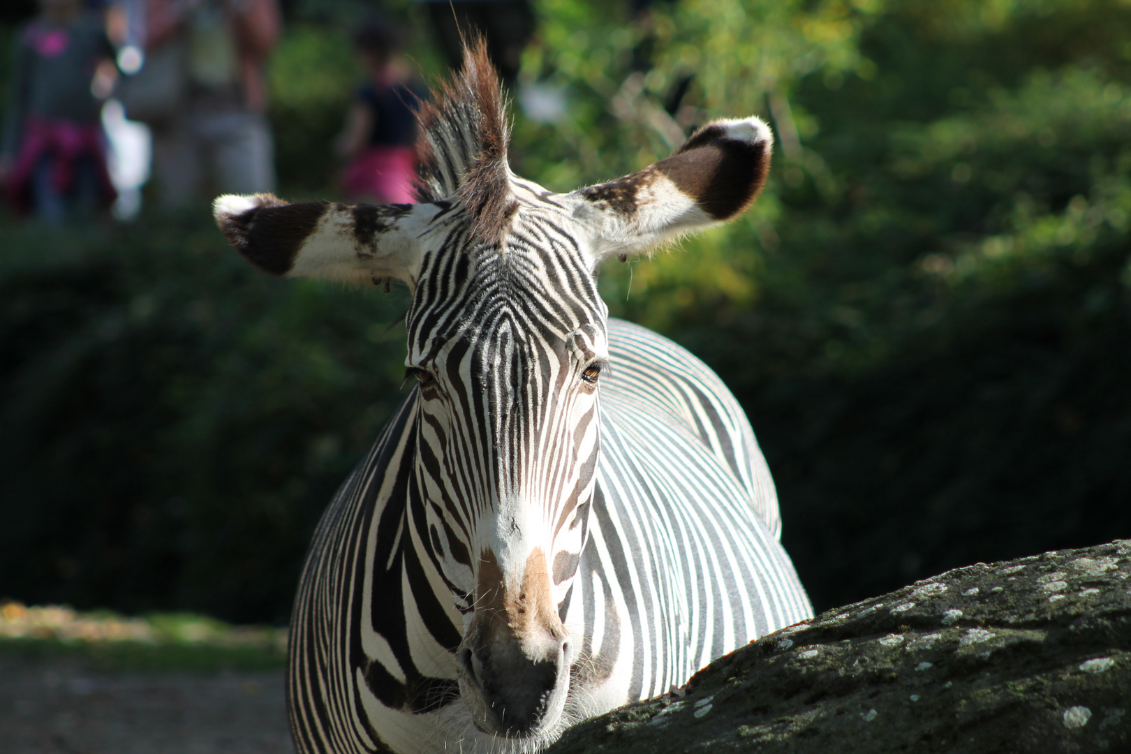 Zebra I