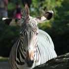 Zebra I