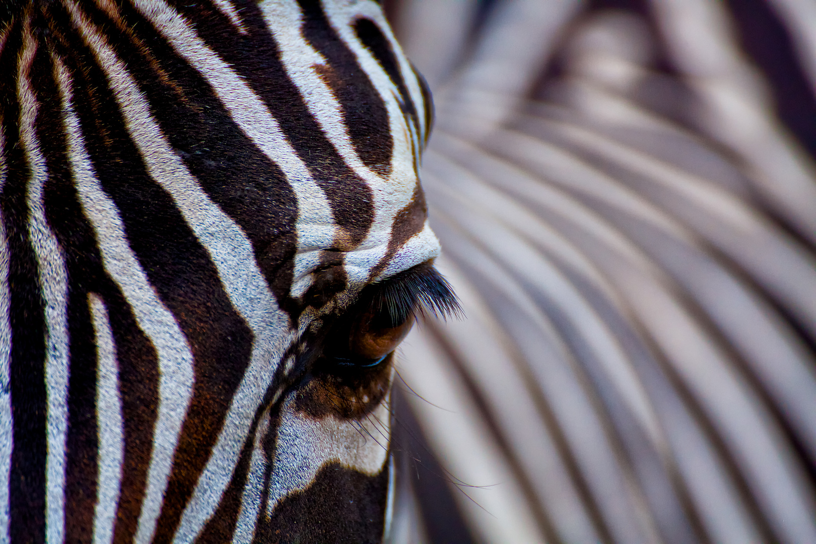 Zebra I