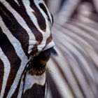 Zebra I