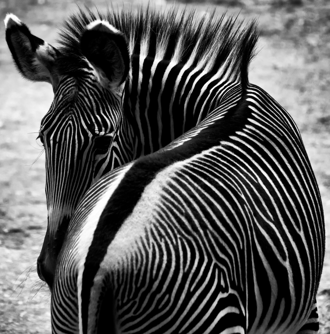 Zebra II