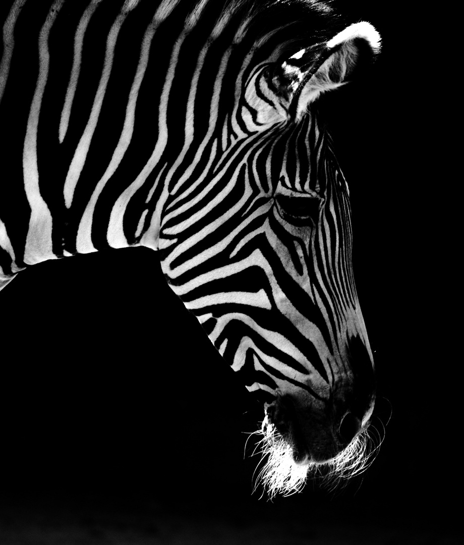 Zebra im abendlichen Licht