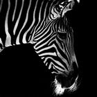 Zebra im abendlichen Licht