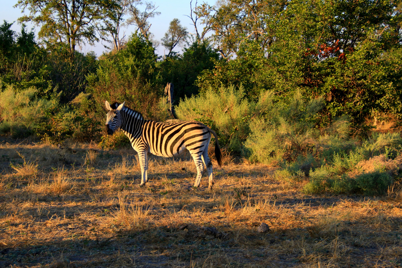 Zebra im Abendlicht