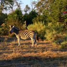 Zebra im Abendlicht