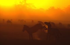 Zebra im abendlicht