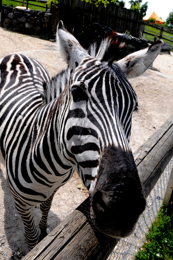 Zebra im Abenteuerland Walter Zoo