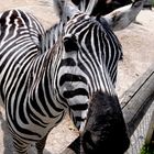 Zebra im Abenteuerland Walter Zoo