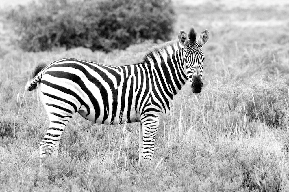 Zebra im Amakhala Game Reserve