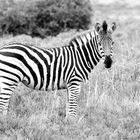 Zebra im Amakhala Game Reserve