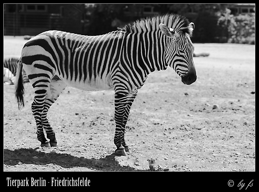 Zebra im Berliner Tierpark