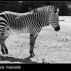 Zebra im Berliner Tierpark