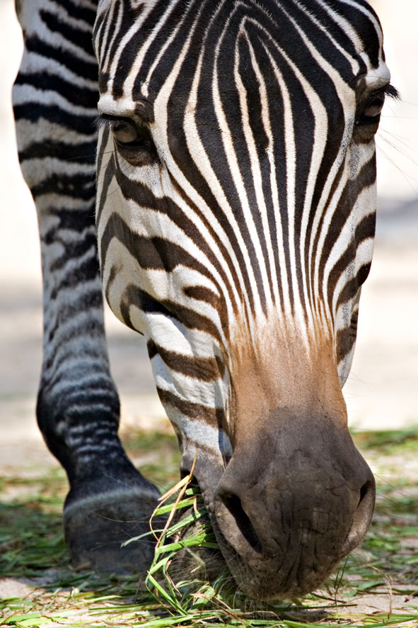 Zebra im Berliner Zoo