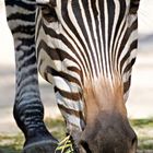 Zebra im Berliner Zoo