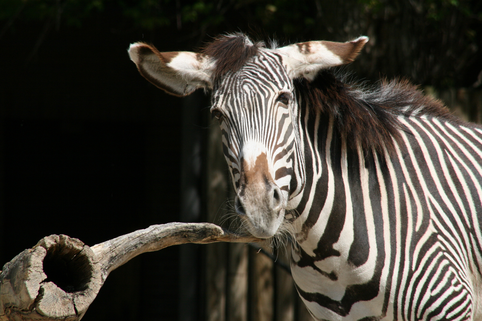 Zebra im Berliner Zoo (rauchend?) :-)