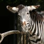 Zebra im Berliner Zoo (rauchend?) :-)