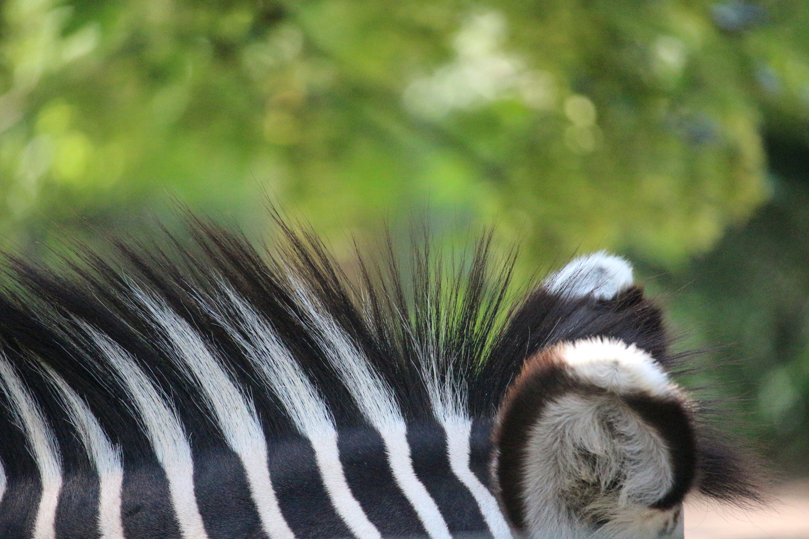 Zebra im Bild