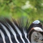 Zebra im Bild