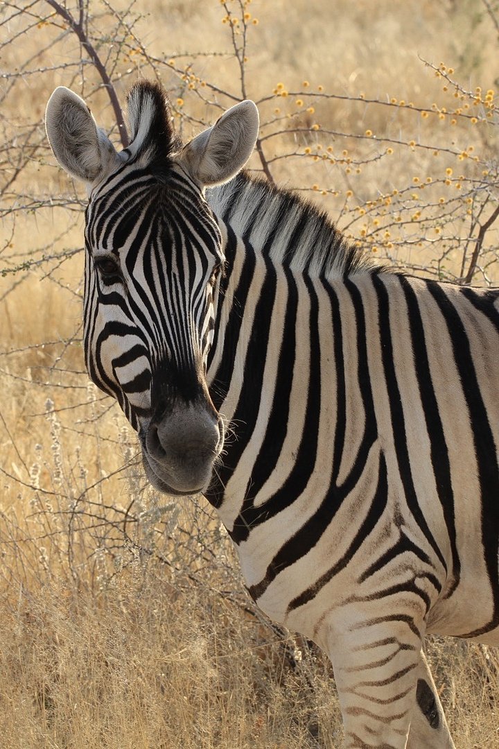 Zebra im Blick