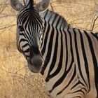 Zebra im Blick