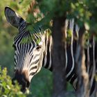 Zebra im Busch
