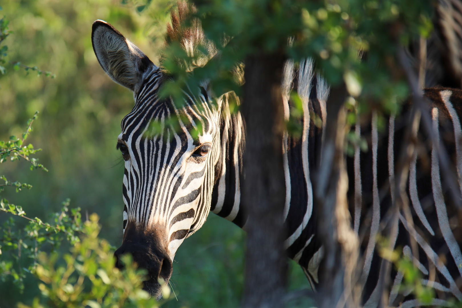 Zebra im Busch