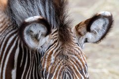 Zebra im Detail