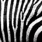 Zebra im Detail