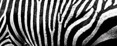 Zebra im Detail