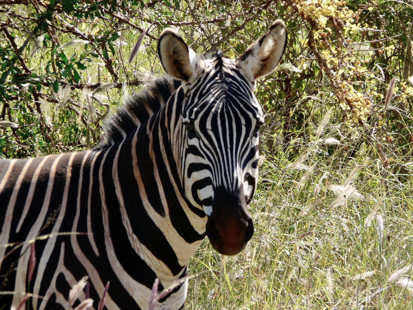 Zebra im Dickicht