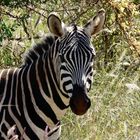 Zebra im Dickicht