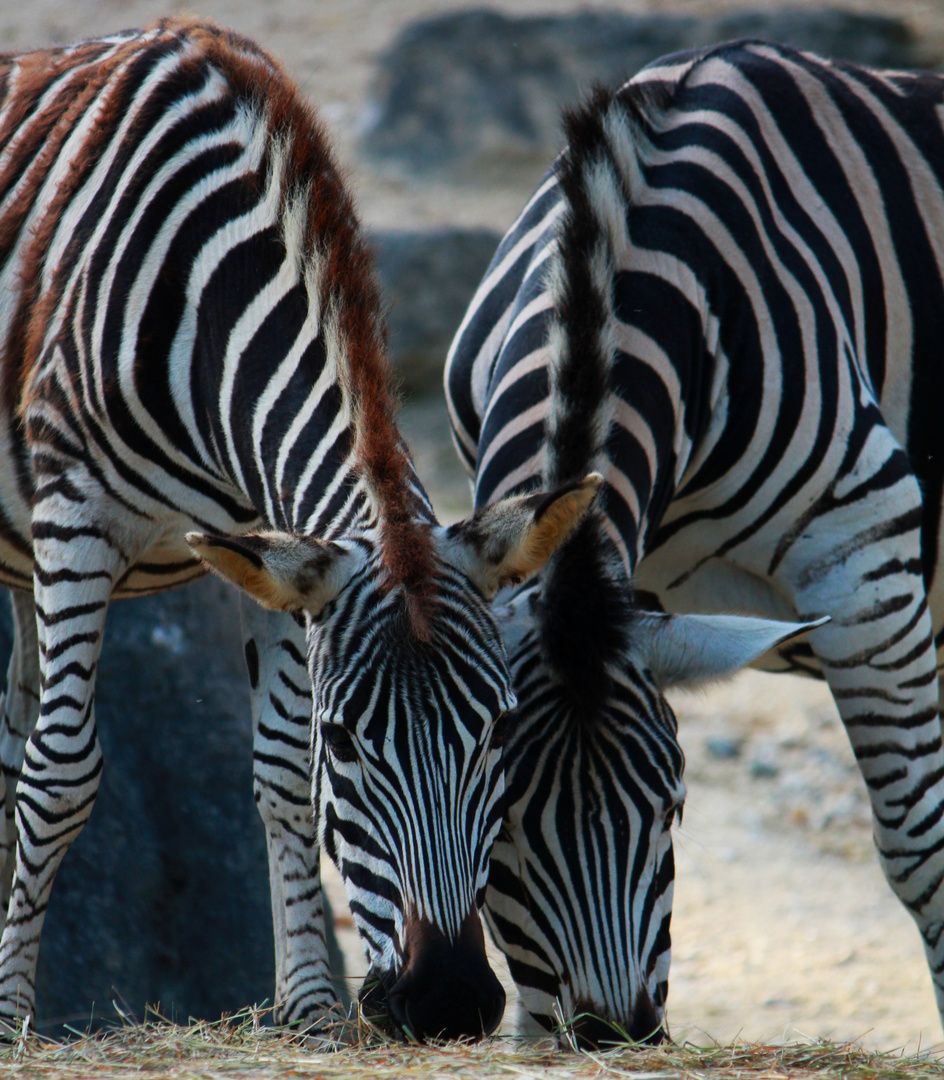 Zebra im Doppelpack