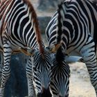 Zebra im Doppelpack