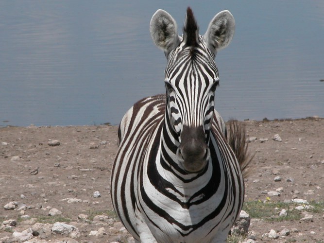 Zebra im Etoscha-Nationalpark