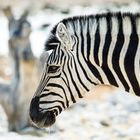 Zebra im Etosha