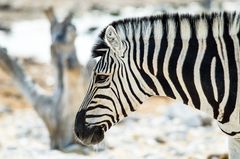 Zebra im Etosha