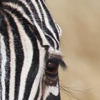 Zebra im Etosha