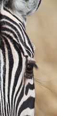 Zebra im Etosha