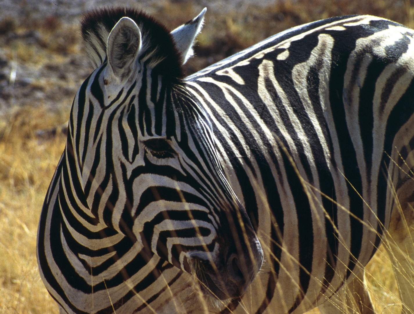 Zebra im Etosha (Namibia)