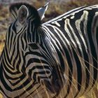 Zebra im Etosha (Namibia)