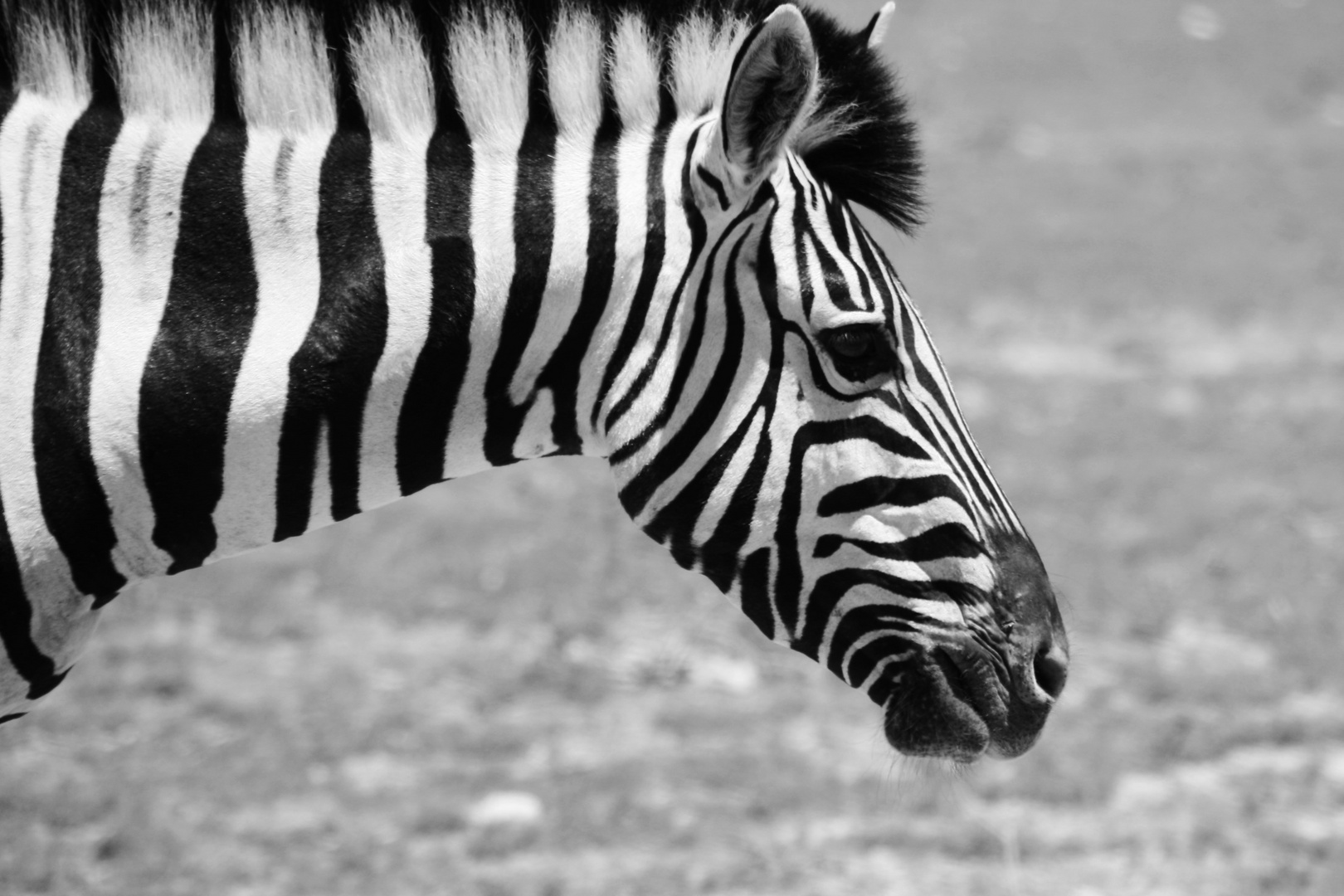 Zebra im Etosha-Nationalpark