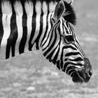 Zebra im Etosha-Nationalpark