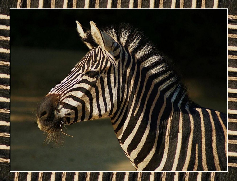 Zebra im Fell-Rahmen