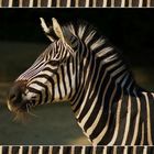 Zebra im Fell-Rahmen