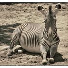 Zebra im Frankfurter Zoo