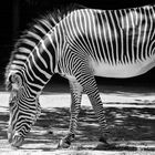 Zebra im Frankfurter Zoo