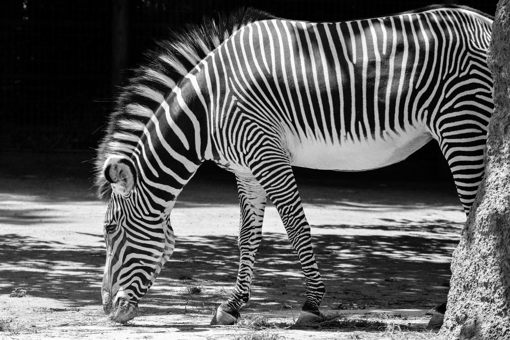 Zebra im Frankfurter Zoo